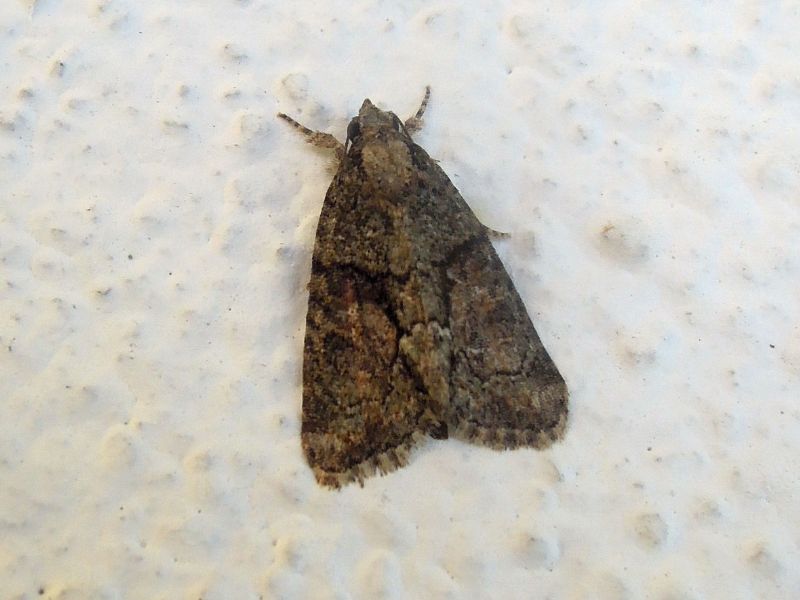 Noctuidae:  Cryphia algae